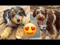Aussiedoodle Compilation Of The Cutest Videos (Aussiepoo)