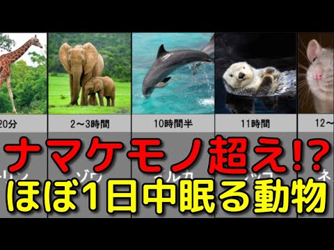 様々な 動物の睡眠時間 を比較してみた Youtube