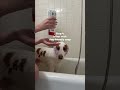 POV: your dog gets a spa day at home 🐶🚿 #showerfilter #dogshorts #doglove #bathtime