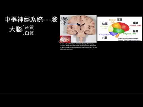 中樞神經系統─腦的簡要介紹
