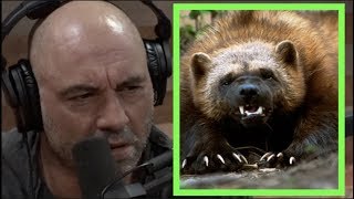 Joe Rogan  Wolverines are FEROCIOUS!!