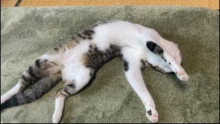 自由。それは猫の事。