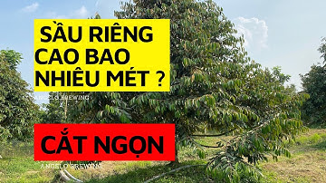 Sầu riêng cao bao nhiêu mét thì cắt ngọn - Tỉa cành vượt thế nào cho đúng - Tư Đầy 0983830948