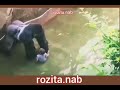 نجات کودک توسط گوریل Save The Child By The Gorilla 拯救大猩猩的孩子 نجات کودک توسط گوریل Save The Child By The Gorilla 拯救大猩猩的孩子