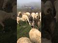 SÜRÜNÜN EMEKTARI GÖREVDE #kangal #shorts #keşfet #tiktok #ömürilaslan #hepsigerçek