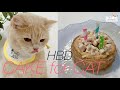 고양이에게 케이크를 만들어주면? / 고양이 케이크 만드는 방법 / 야구의 3번째 생일 🎂