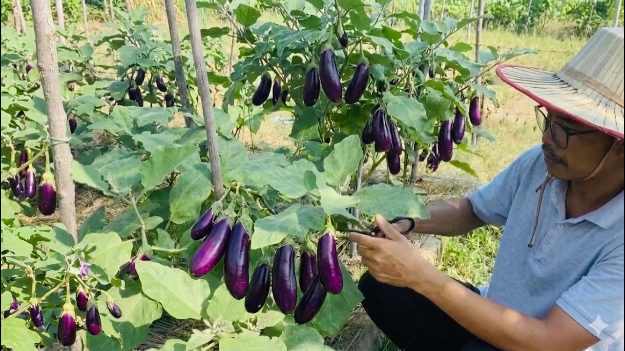 Beautiful day in the garden: Today I fertilize  & harvested some vegetables from my garden 
