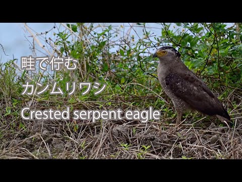 【畦で佇む】カンムリワシ Crested serpent eagle
