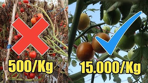 waktu yang tepat menanam tomat agar mendapatkan harga yang mahal