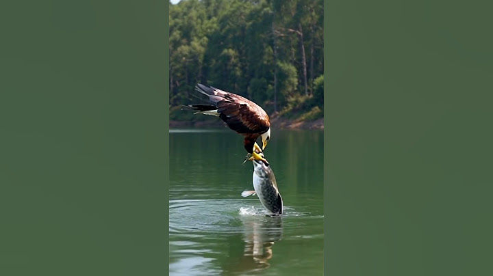Eagle catch unbelievable big fish . Best short clip 💥
