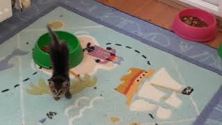 😂🥰😍😘😇 Anasının Ballısı