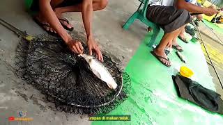 SESUAI TARGET‼️IKAN MAS INDUK/BABON YANG MAKANIN  #bestfishing #fishing #umpanjitu