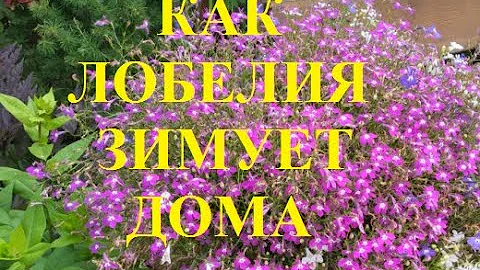 Как сохранить лобелию ампельную до весны.