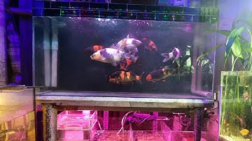 Hồ Cá Koi 500l Nuôi Cá Nhật Và F1 Đẹp - beautiful koi pond.😊😊😊😊