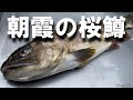 【エリアトラウト】朝霞の桜鱒【朝霞ガーデン】