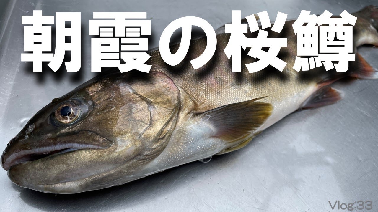【エリアトラウト】朝霞の桜鱒【朝霞ガーデン】