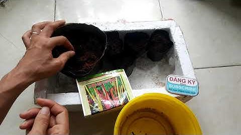 Cách ươm hạt giống rau cải cầu vồng