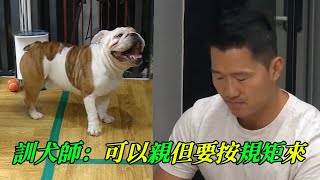 鬥牛犬見人就想騎跨訓犬師制止後把臉湊過去給狗狗親可把小傢伙開心壞了