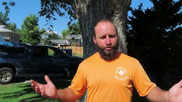 Proper Tree Pruning Techniques Denver Lakewood Littleton Part 1 | A Stump Man Tree and Stump Removal