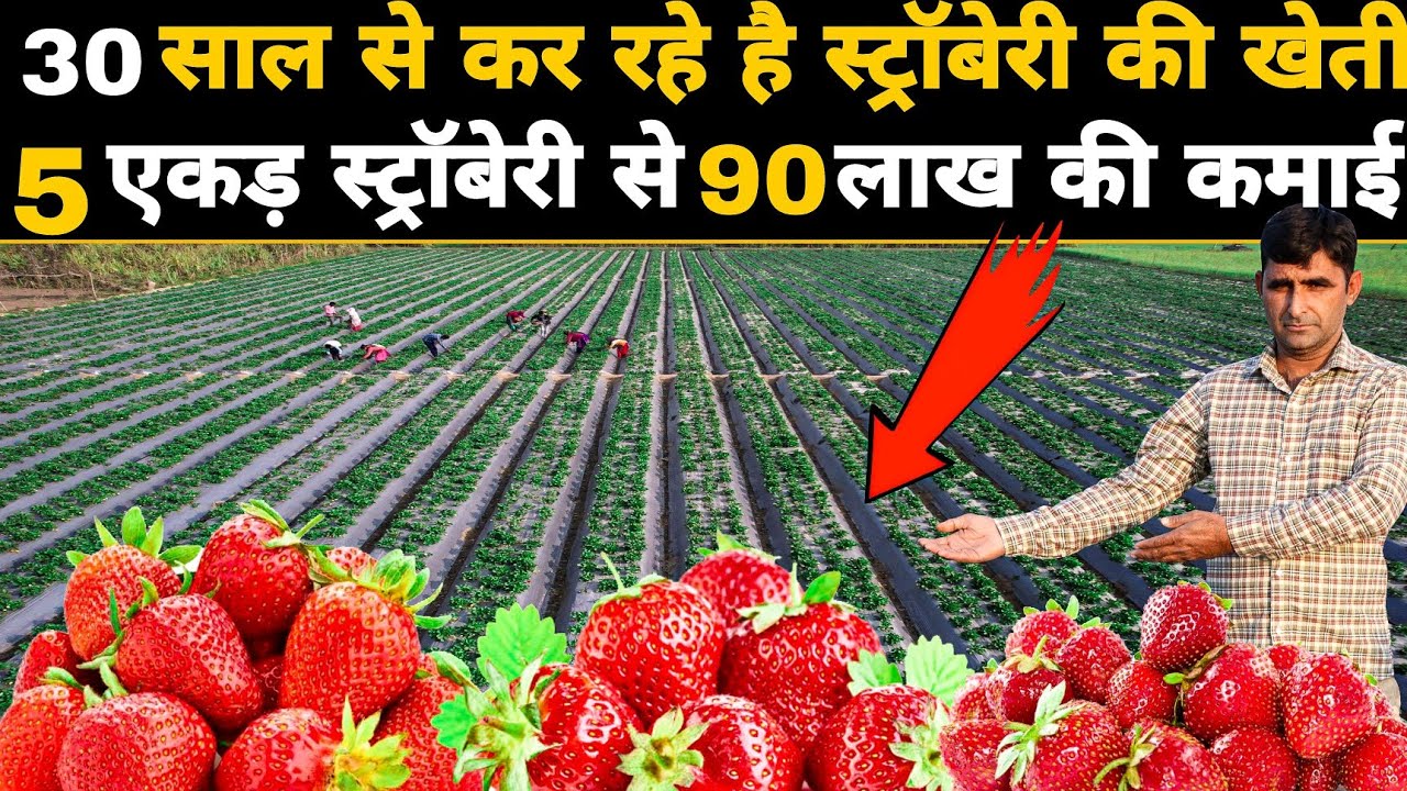 स्ट्रॉबेरी ने बदल दी किसान की ज़िंदगी 5Acre Strawberry Farm in India | कुल खर्च और लाभ पूरी जानकारी