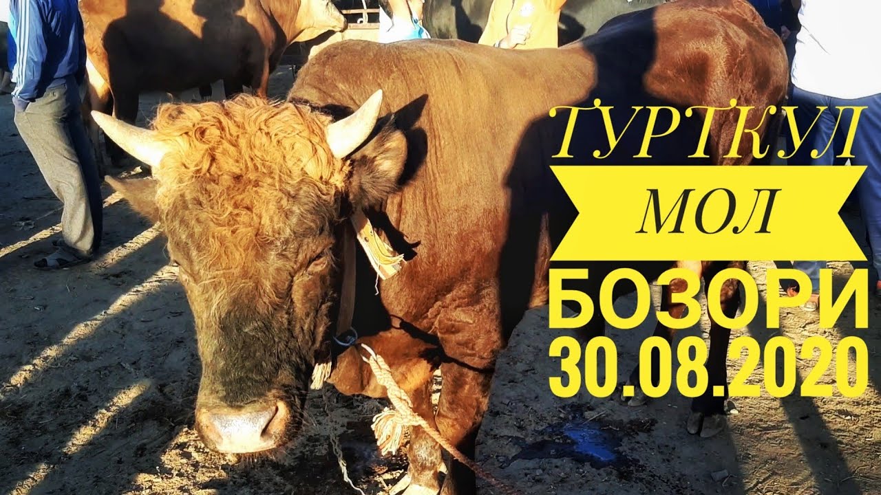 Турткул машина бозори