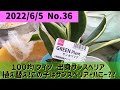 【多肉植物】【観葉植物】DAISO#サンスベリア この子はサンスベリア・ハニーなのか？#sansevieria #観葉植物のある暮らし