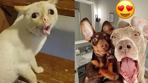 Watch the video about Funny Dog and Cat Videos That Will Make You Laugh Out Loud🤣🐶 NEW Funny Dog and Cat Videos