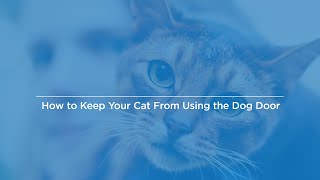 How to Keep Your Cat From Using the Dog Door