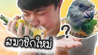 นกแก้วตัวใหม่ ปล่อยบินครั้งแรก "ต้อนรับสมาชิกใหม่" | My PET EP.24