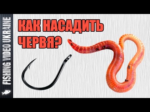 способы насадки червя на крючок при ловле карася