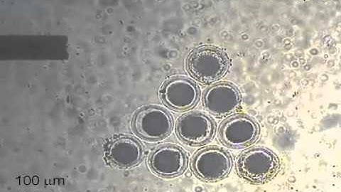 On-chip magnetically actuated microrobot with ultrasonic vibration for single cell manipulations