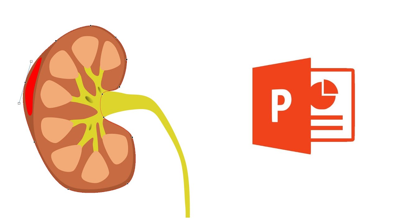 How to illustrate and animate a kidney in PowerPoint - YouTube how-to-illustrate-and-animate-a-kidney-in-powerpoint-youtube