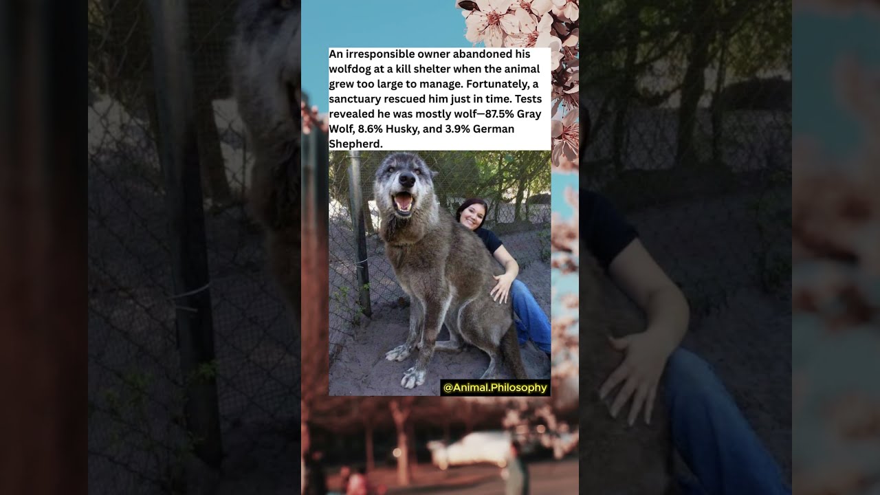 Abandoned Wolfdog S Shocking Genetic Test Results Reveal True Identity