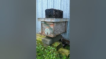 Scouting Activity at the Swarm Trap Today | Swarm trapping | Bait hives