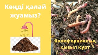 Көңді жуу | Биогумус | Калифорниялық қызыл құрт | Калифорнийский червь | Шылаушын | Шұбалшаң