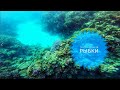 Снорклинг. Подводный мир | Snorkelling - The underwater World