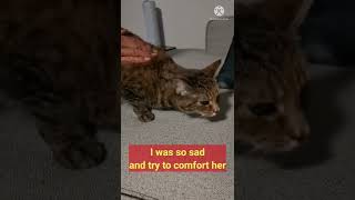 [Maymay the Cat] Cat is coughing because laryngitis. The sound when my cat coughing is so terrible