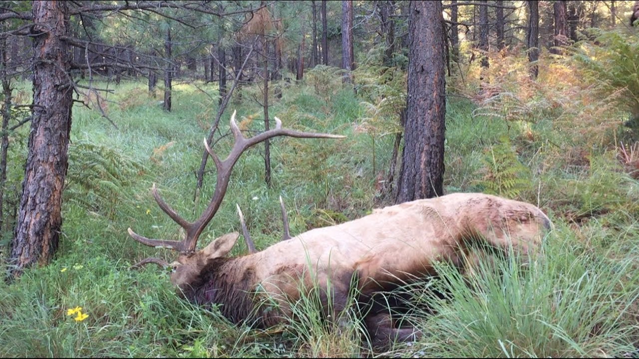 Opening Day Az Archery Bull Elk Hunt Sep 2017 Youtube