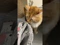 Ждал вкусняшки😋 #редди #кот #cat #прикольныекоты #рекомендации #shorts