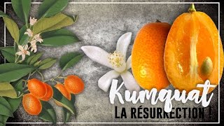 Permaculture Kumquat, Fertilisation Et Lutte Contre La Chlorose