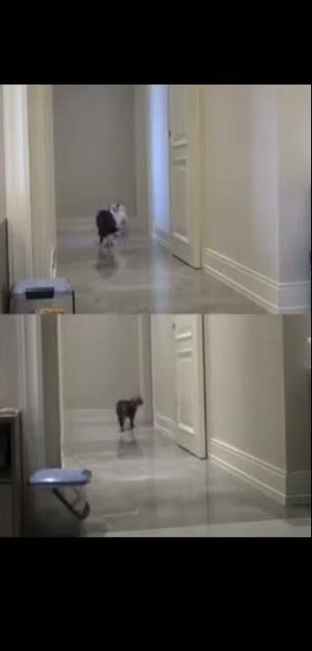 sad cat