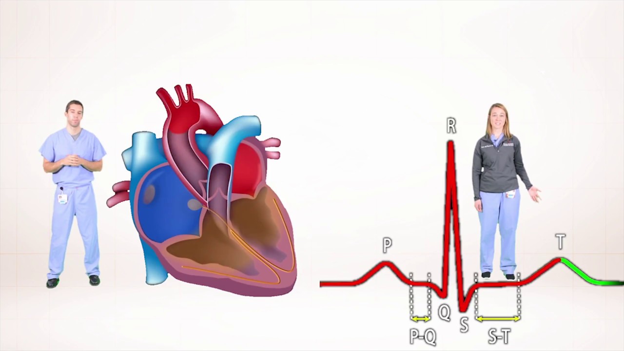 Ecg For Beginners Understanding The Waves Of Ecg P Wave Qrs Complex Youtube