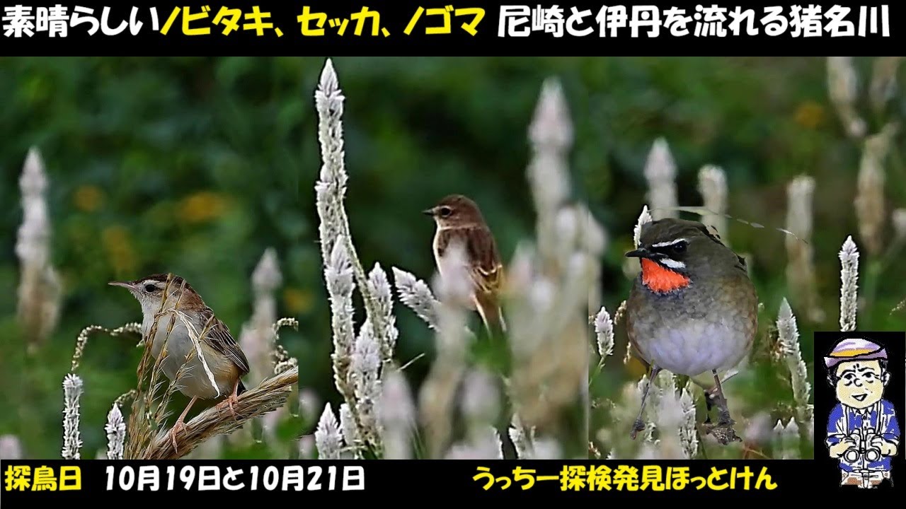 Amazing! Autumn wild bird spotting along the Inagawa River