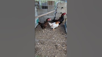 oriental bantam qaib thai