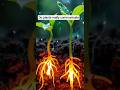 🌱 “Do Plants Talk? The Hidden Language of Nature 🌍🤯 #shorts”