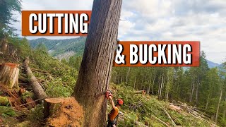 Big Cedar | Helilogging