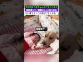 🐶:「これが、僕が守るべき家族だよ。これからは誰にも君を傷つけさせない。」#犬 #すべての子犬が優しい飼い主に出会えますように#犬の気持ちは顔に出る#うちの子、まるで赤ちゃんみたい