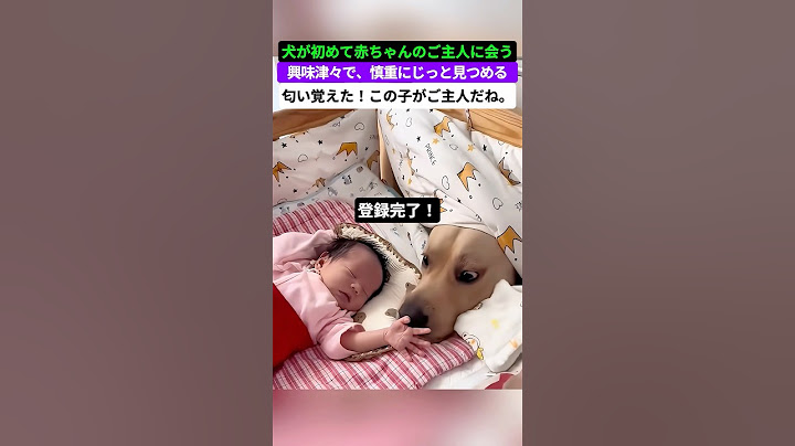 🐶：「これが、僕が守るべき家族だよ。これからは誰にも君を傷つけさせない。」#犬 #すべての子犬が優しい飼い主に出会えますように#犬の気持ちは顔に出る#うちの子、まるで赤ちゃんみたい