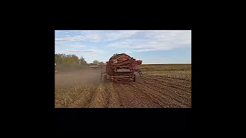 Нужна картошка звоните Антошке 