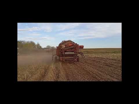 Нужна картошка звоните Антошке